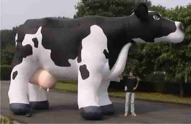 mascote inflável vaca